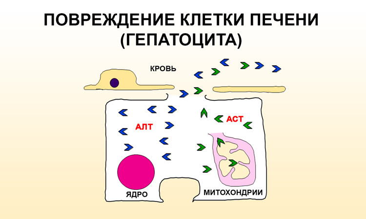 Повреждение гепатоцита