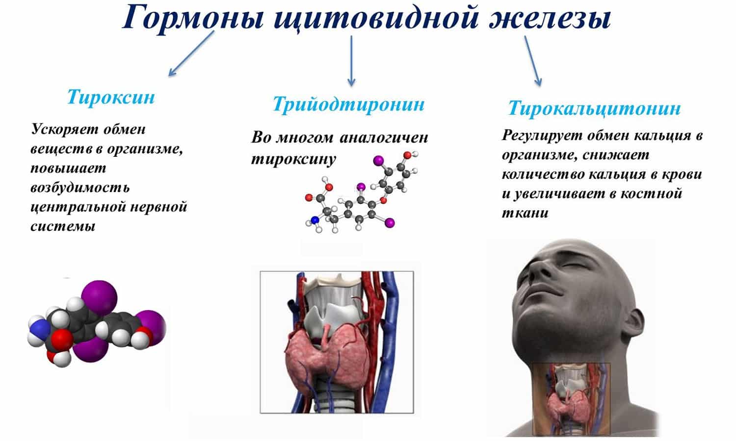 Гормоны щитовидной железы фото