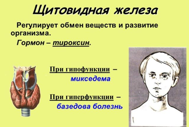 Гипофункция щитовидной железы