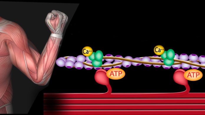 Ионы кальция, АТФ и работа мышц