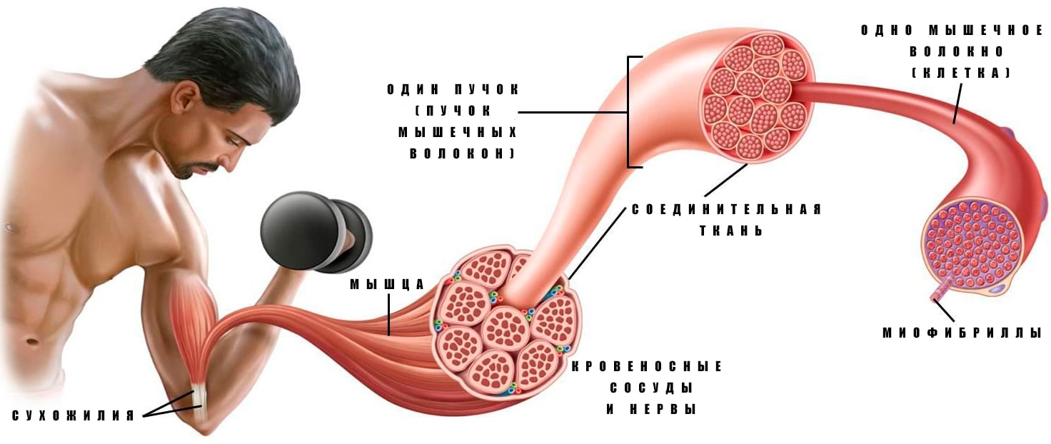 Физиология мышечного сокращения