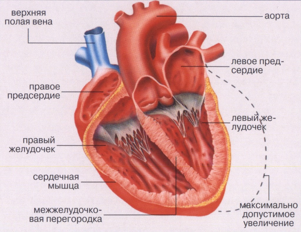 Состав сердечной мышцы человека (аорта, левый желудочек, левое предсердие, правое предсердие, правый желудочек, верхняя полая вена, межжелудочковая перегородка) 