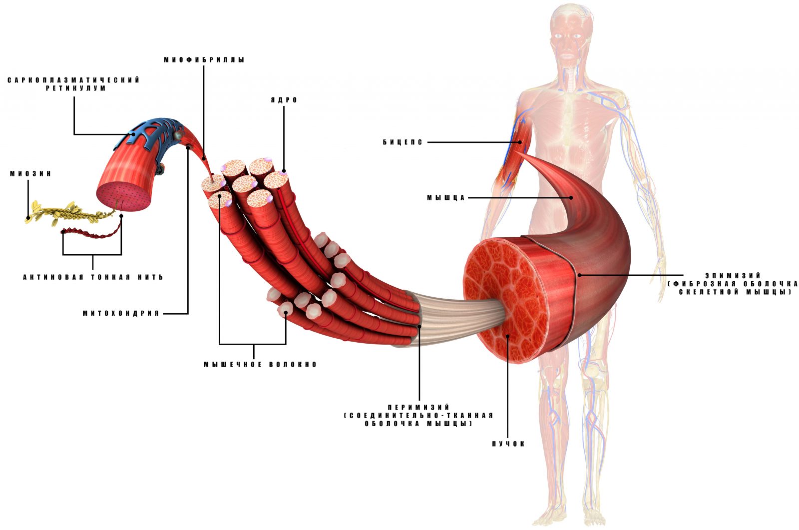 Анатомия (строение) мышцы человека