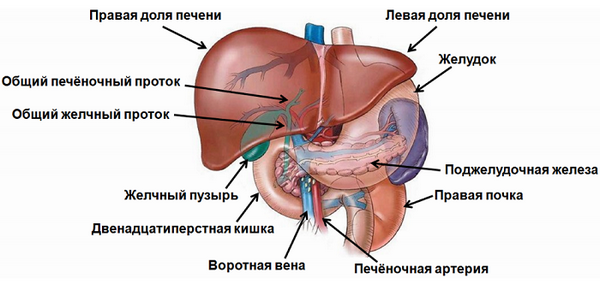 Какие фрукты можно есть при камнях в желчном пузыре?