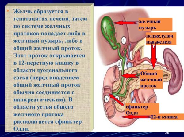 Диета и лечение камней в желчном пузыре