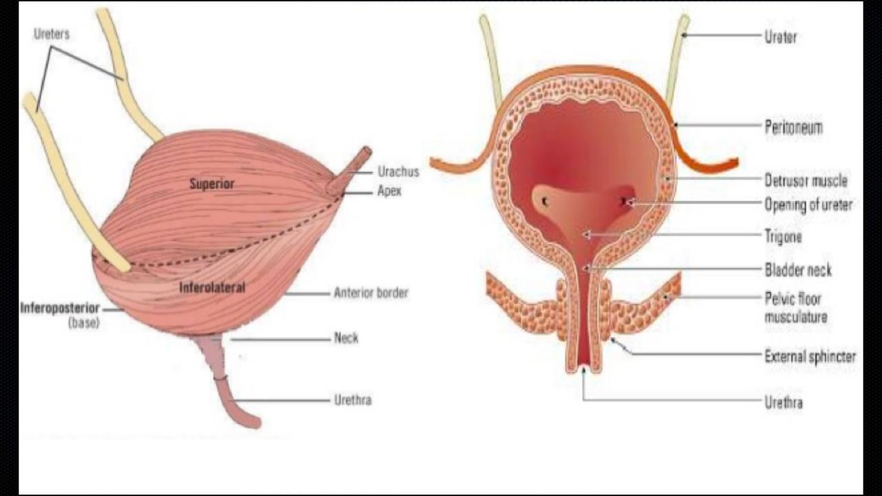 Внутреннее строение мочевого пузыря. Строение мочевого пузыря анатомия. Мочевой пузырь в разрезе анатомия. Мочевой пузырь анатомия внешнее строение. Внутреннее строение мочевого пузыря анатомия.