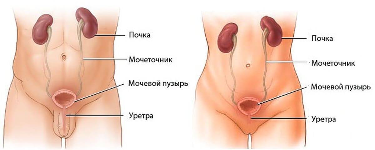 Где находится мочевой пузырь у женщин фото и как болит