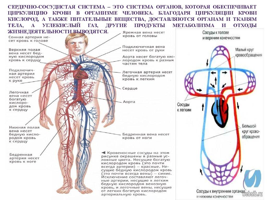 Сердечно сосудистая система организма. Система кровообращения человека сердце и кровеносные сосуды. Схема артериальной системы кровообращения человека. Циркуляция крови в организме человека схема. Схема общего строения сердечно сосудистой системы.