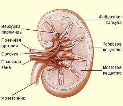 функции почек в организме человека