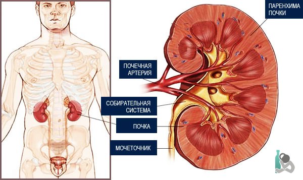 функции почек в организме человека