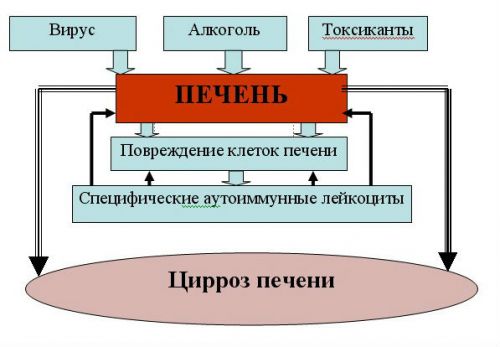 Механизм развития цирроза