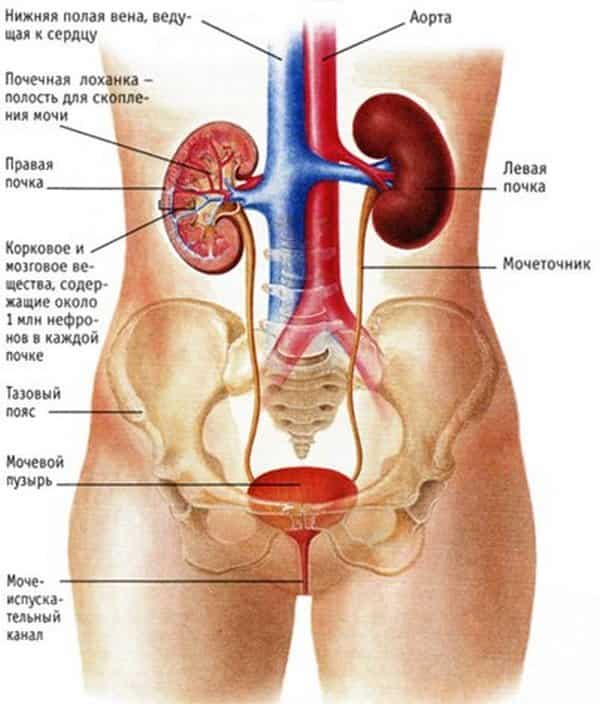 Лечение почек пшеном — лучшие рецепты