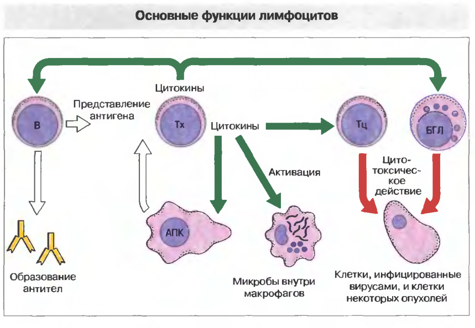 Схема работы лимфоцитов