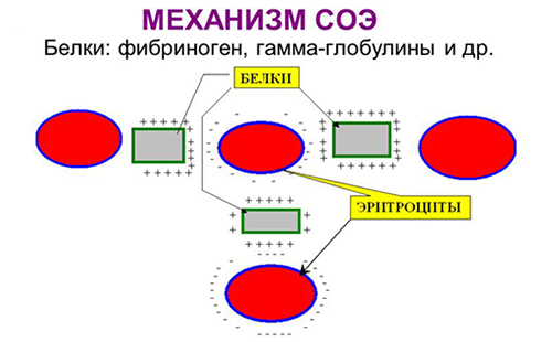 Норма и причины отклонения