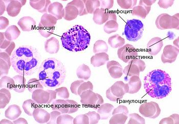 Показатели нормы