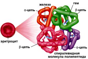 Функции гемоглобина