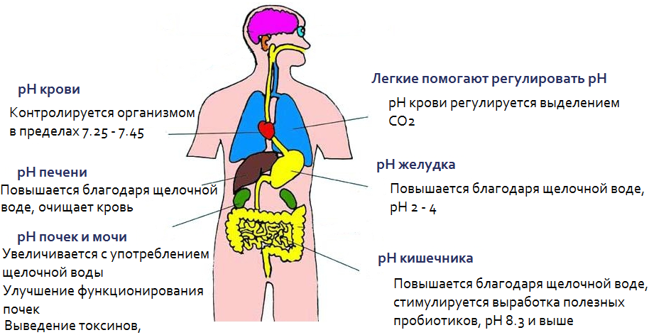 Буферные системы крови