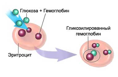 Опорные правила установления