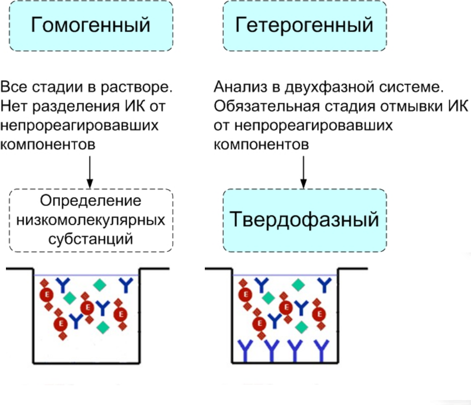 Выявление антител. Гомогенный ИФА схема. Гетерогенный ИФА схема. Этапы иммуноферментного анализа ИФА. Гетерогенный (твердофазный) ИФА..