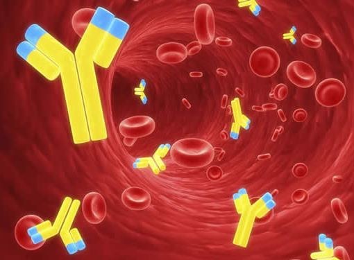 Анализ крови на антиспермальные антитела (АСАТ): что это такое, у ...