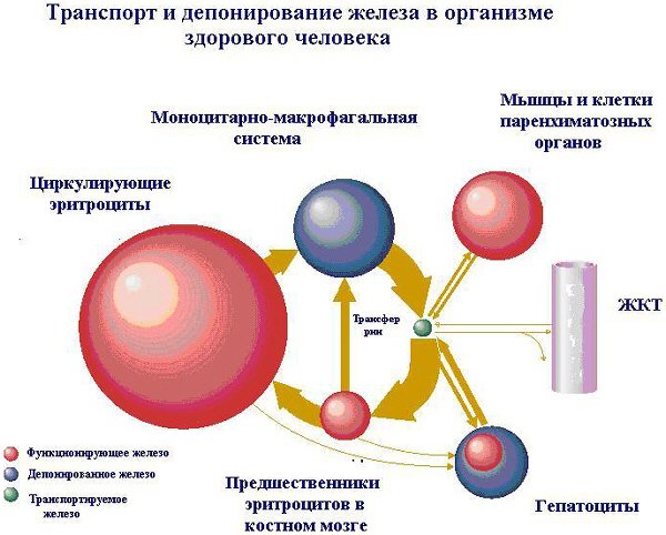 Роль сывороточного железа в жизнедеятельности человека