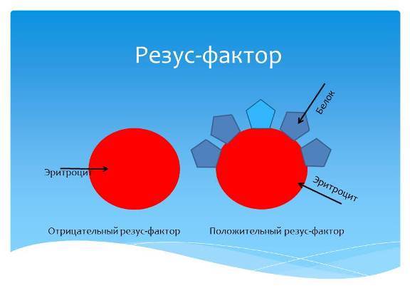 Что определяется как резус-фактор