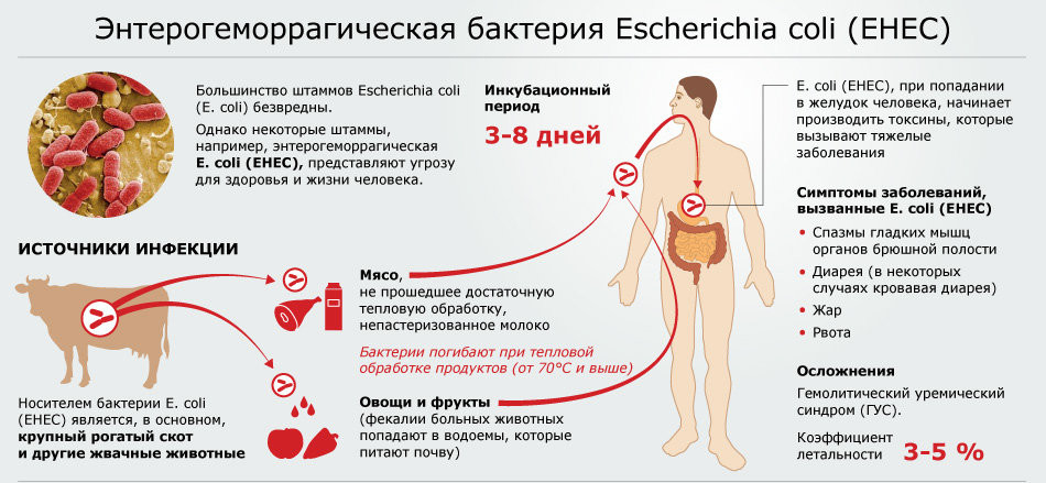 Механизм попадания кишечной палочки в организм Причины возникновения