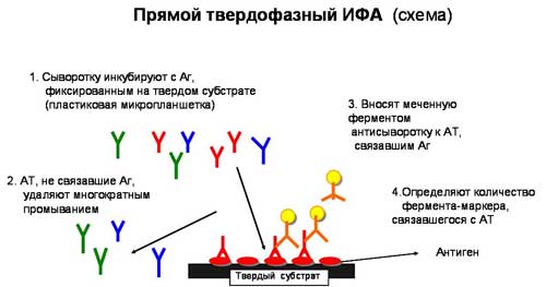 Методика проведения ИФА