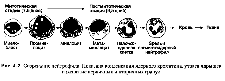 Функции нейтрофилов