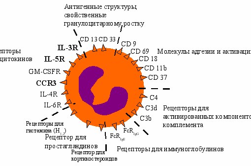 Какие функции выполняют базофилы