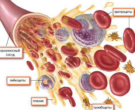 Что собой представляют красные клетки крови