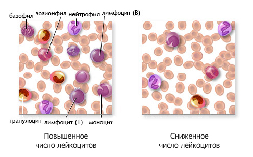 Типы клеток