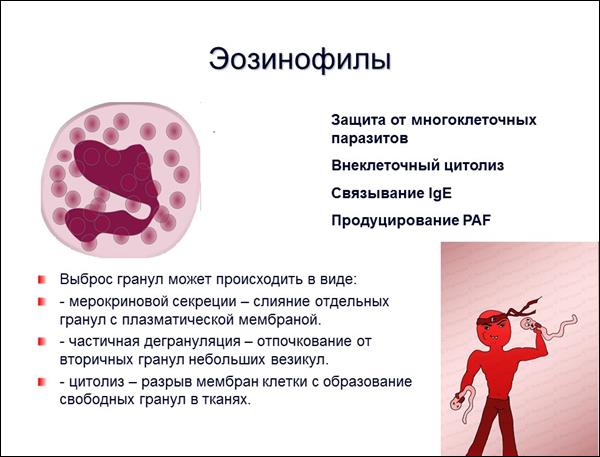 Функции эозинофилов