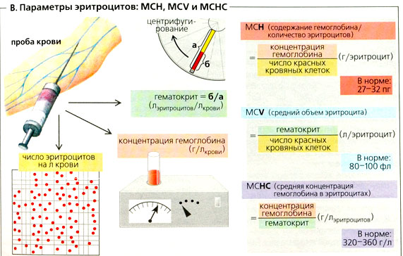 Что обеспечивает функциональность крови