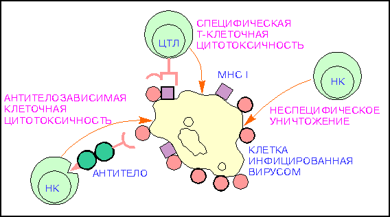 Виды антител