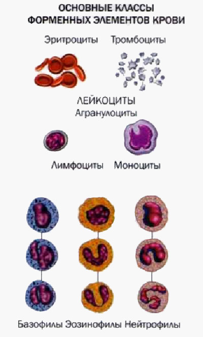 Форменные элементы