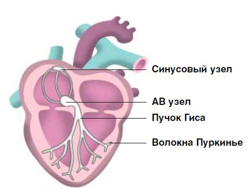 Этиология заболевания