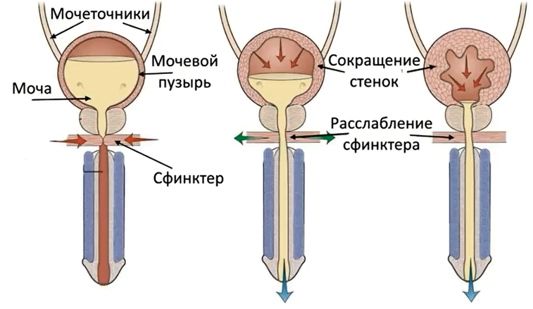 Мочевой пузырь