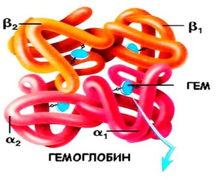 В чем польза таблеток для повышения гемоглобина и в чем их вред при беременности?