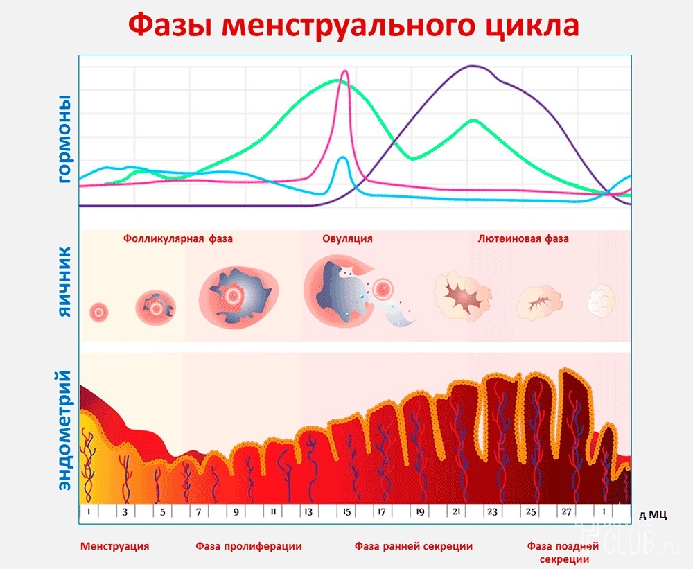 Фазы_менструального_цикла.jpg