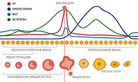 Фазы_менструального_цикла.jpg