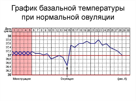 Фазы_менструального_цикла.jpg