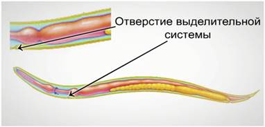 Выделительная система круглого червя