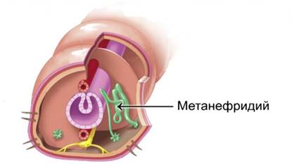 Метанефридии кольчатого червя