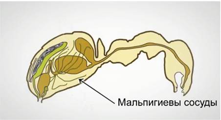 Выделительная система муравья