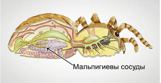 Мальпигиевы сосуды хелицеровых