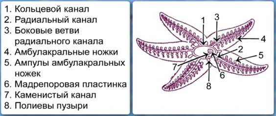 Схема строения амбулакральной системы морской звезды