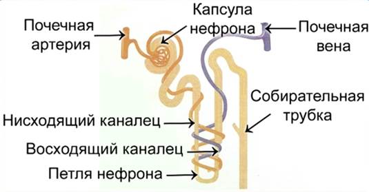 Почечные канальцы