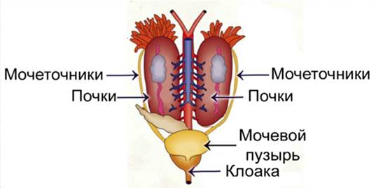 Выделительная система земноводных