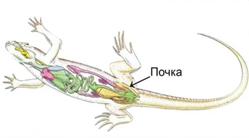 Выделительная система пресмыкающихся